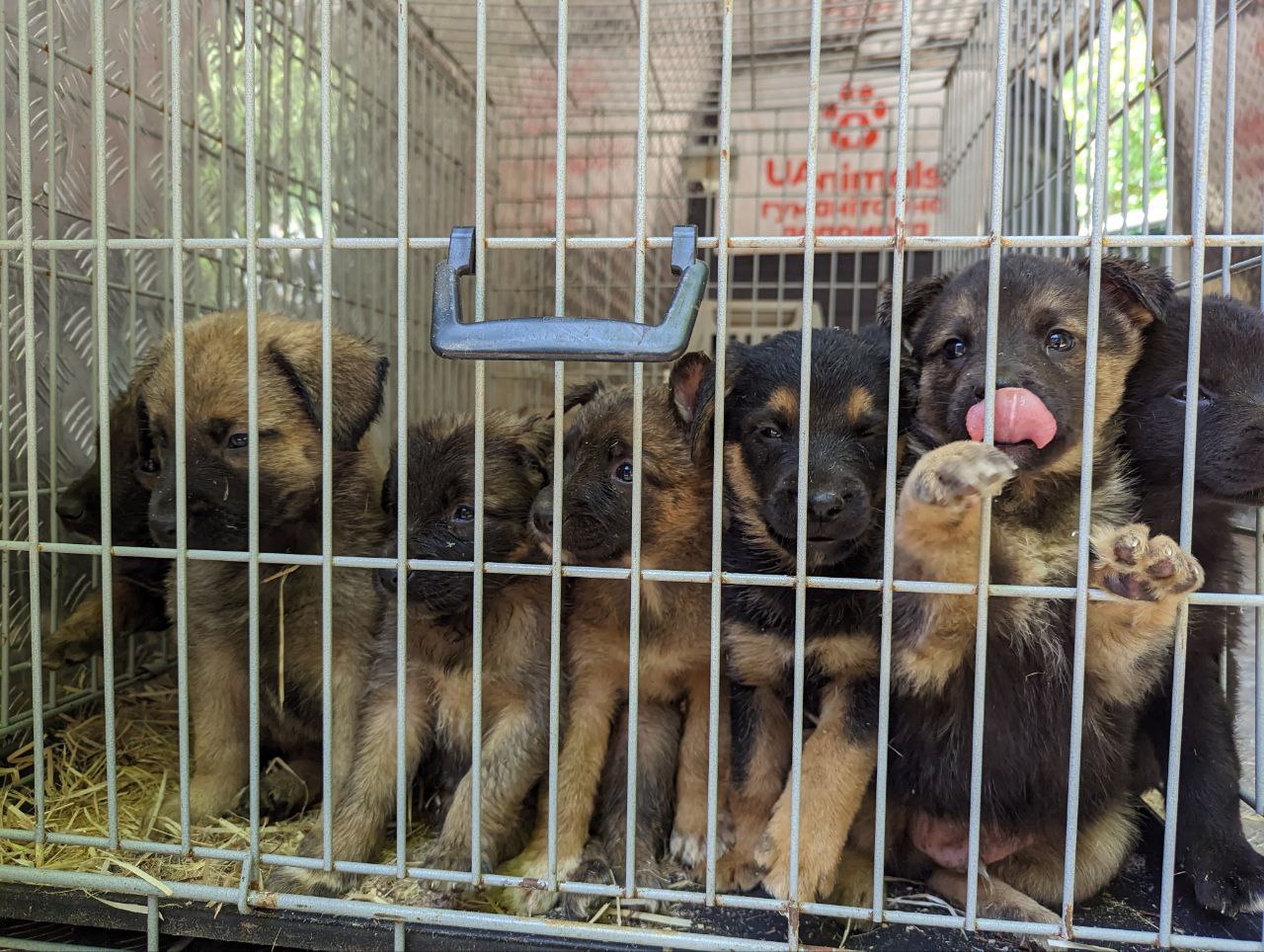 UAnimals планує чипувати евакуйованих тварин