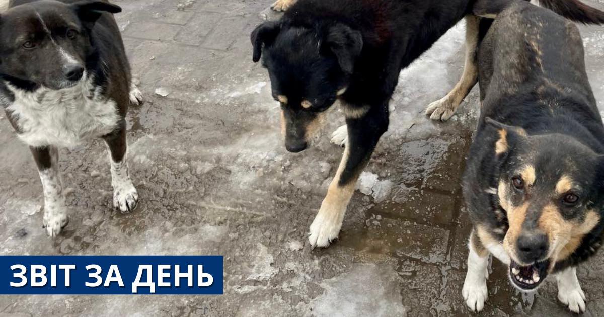 📌 783 день повномасштабного вторгнення. Сьогодні ми допомогли тваринам ліками