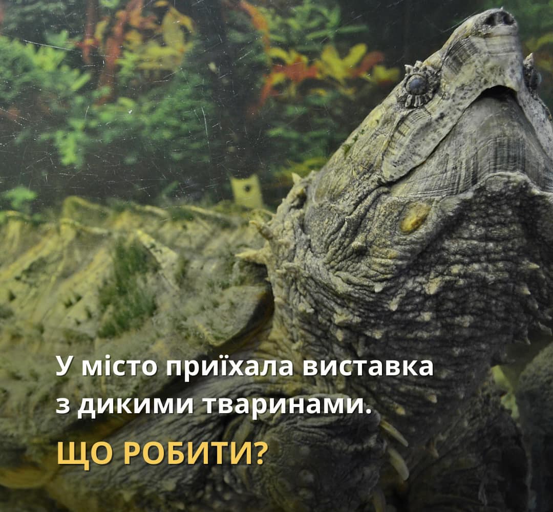 ❗️Пересувні виставки диких тварин в Україні незаконні, й на них потрібно реагувати негайно
