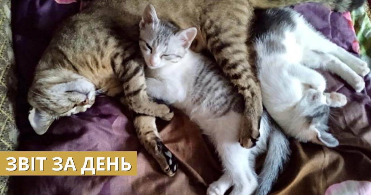 📌 824 день повномасштабного вторгнення і сьогодні UAnimals допомогли тваринам так 👇