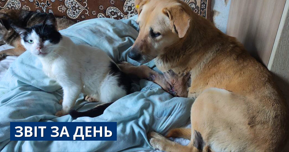 800 день повномасштабного вторгнення