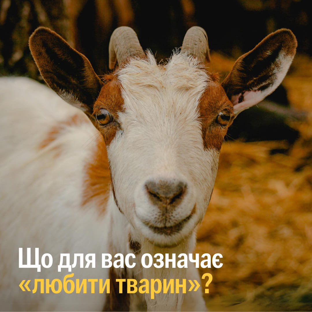 «Ми любимо тварин» — цю фразу можна почути від геть різних людей