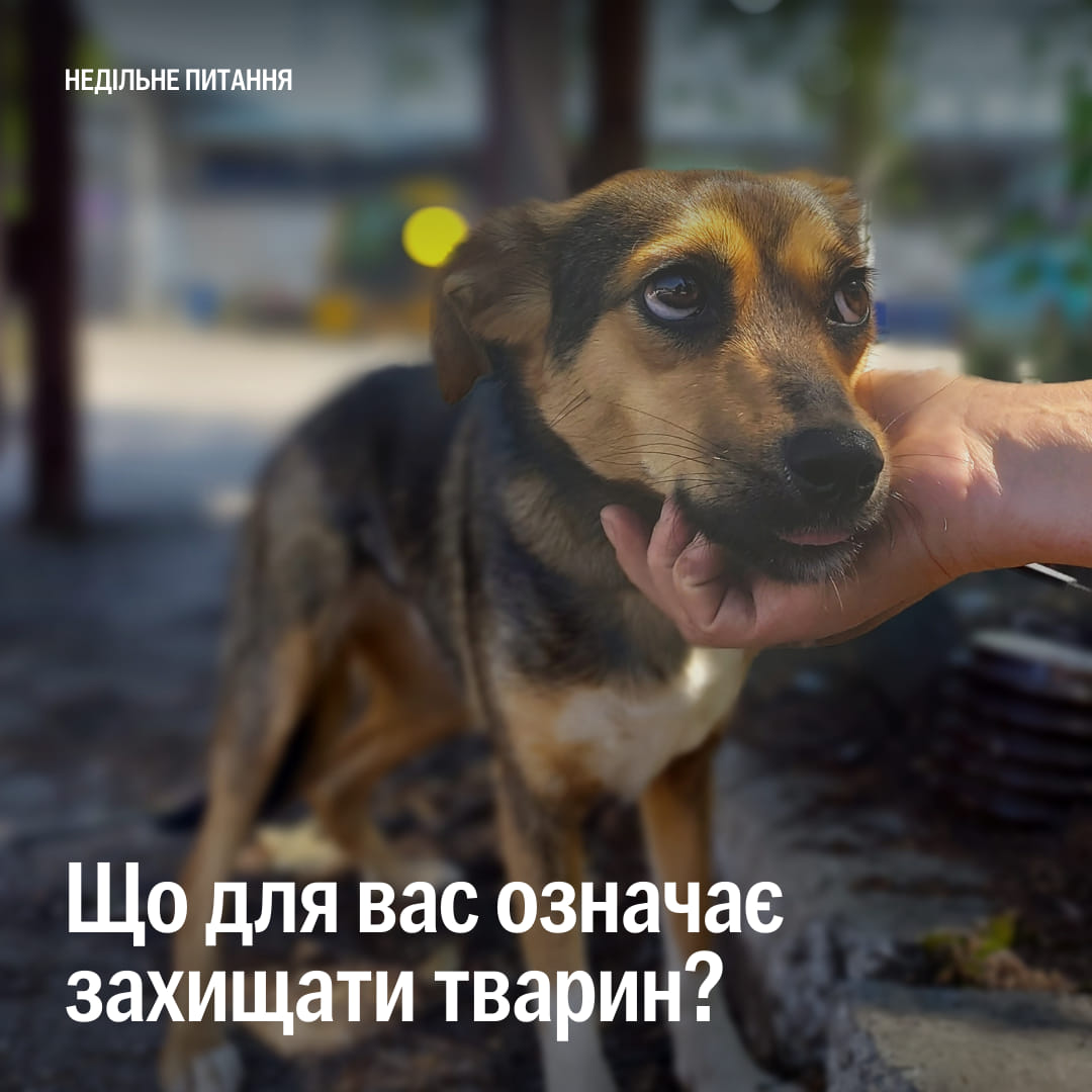 🐶 Захищати тварин — це…