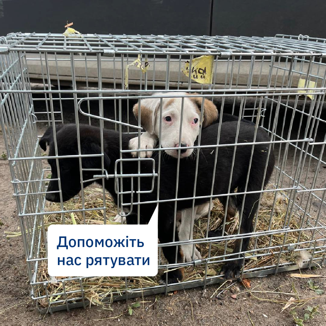 Врятуйте тварин від війни за три кроки🐾🫣
