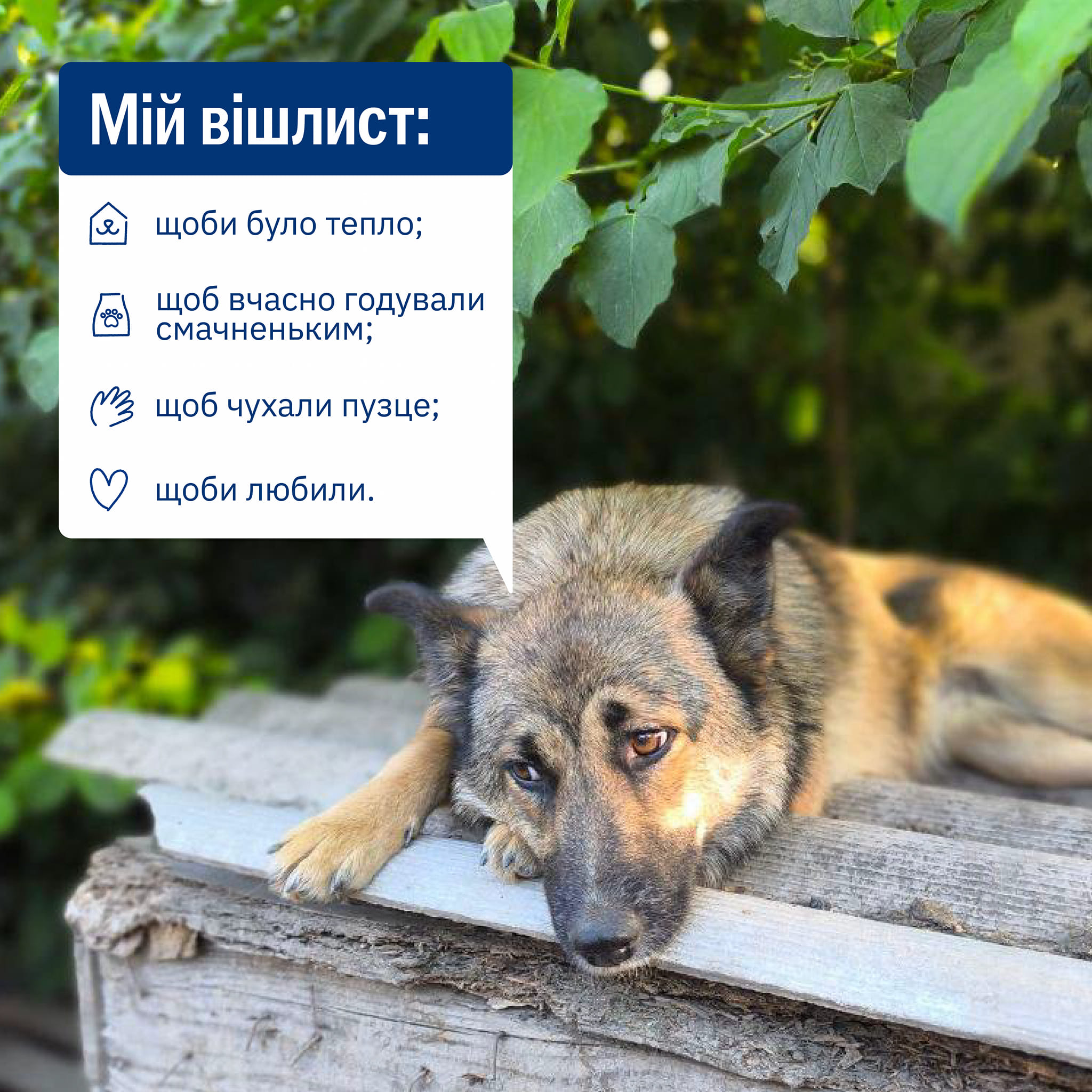 У вішлистах тварин із притулків немає ніяких витребеньок🐑