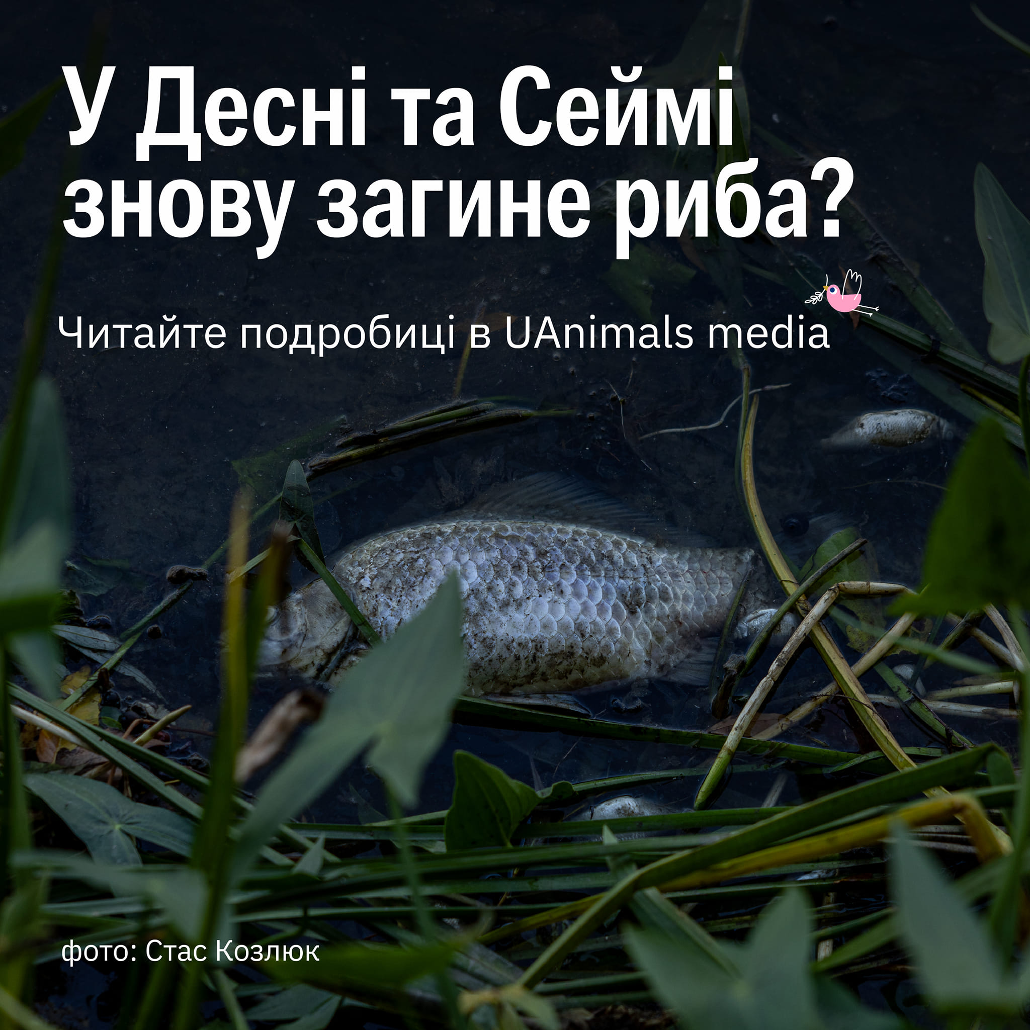 Забруднена вода повертається на Чернігівщину😡
