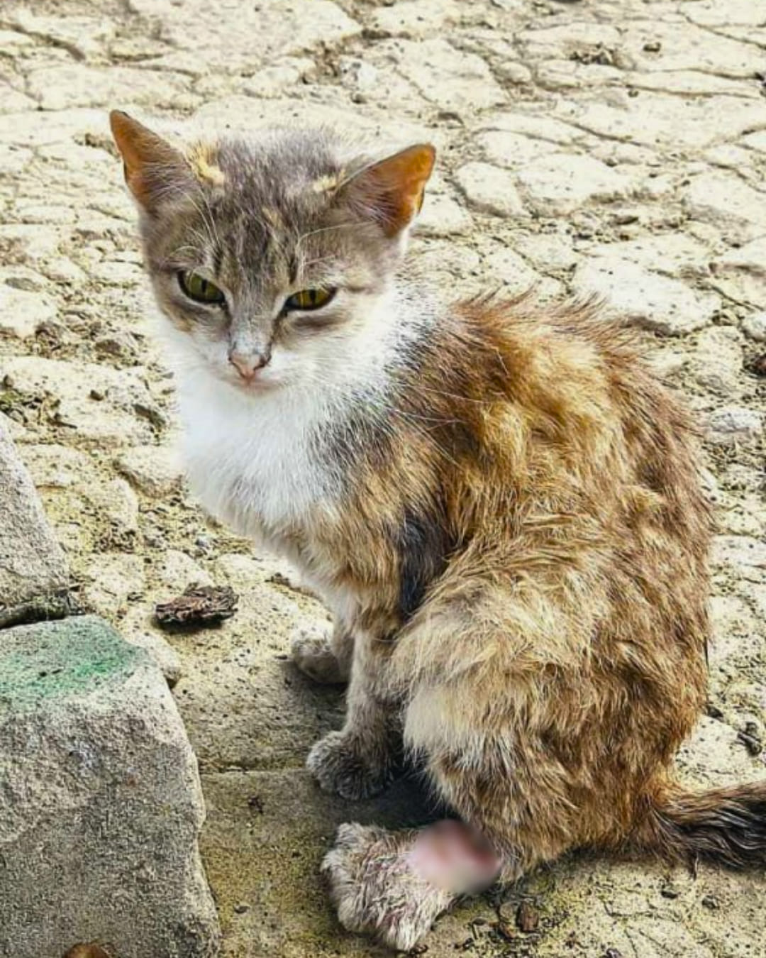 Евакуювали травмовану кішку зі Словʼянська 🥺