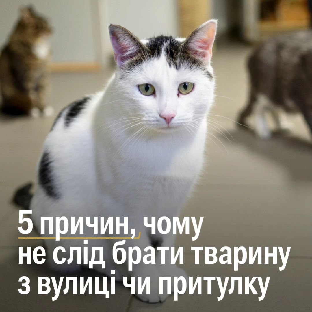 Виявили причини, чому не слід брати тварин з притулків і з вулиці😱👇