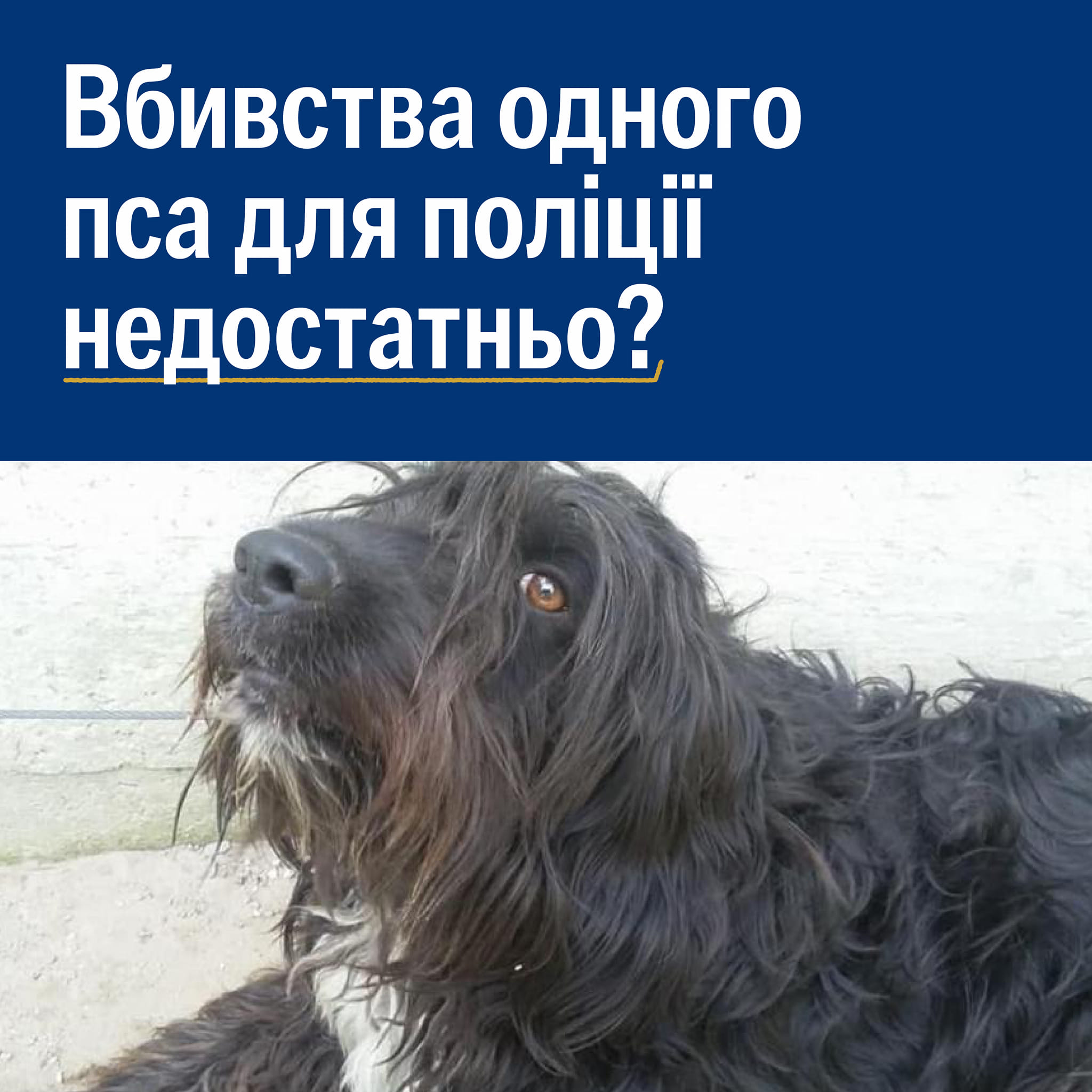 Поліція не вилучає собаку в жорстоких власників😡