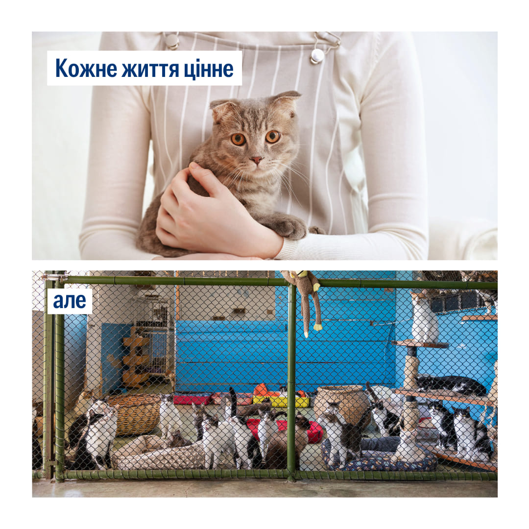 Не купуйте — прихистіть! 🐾