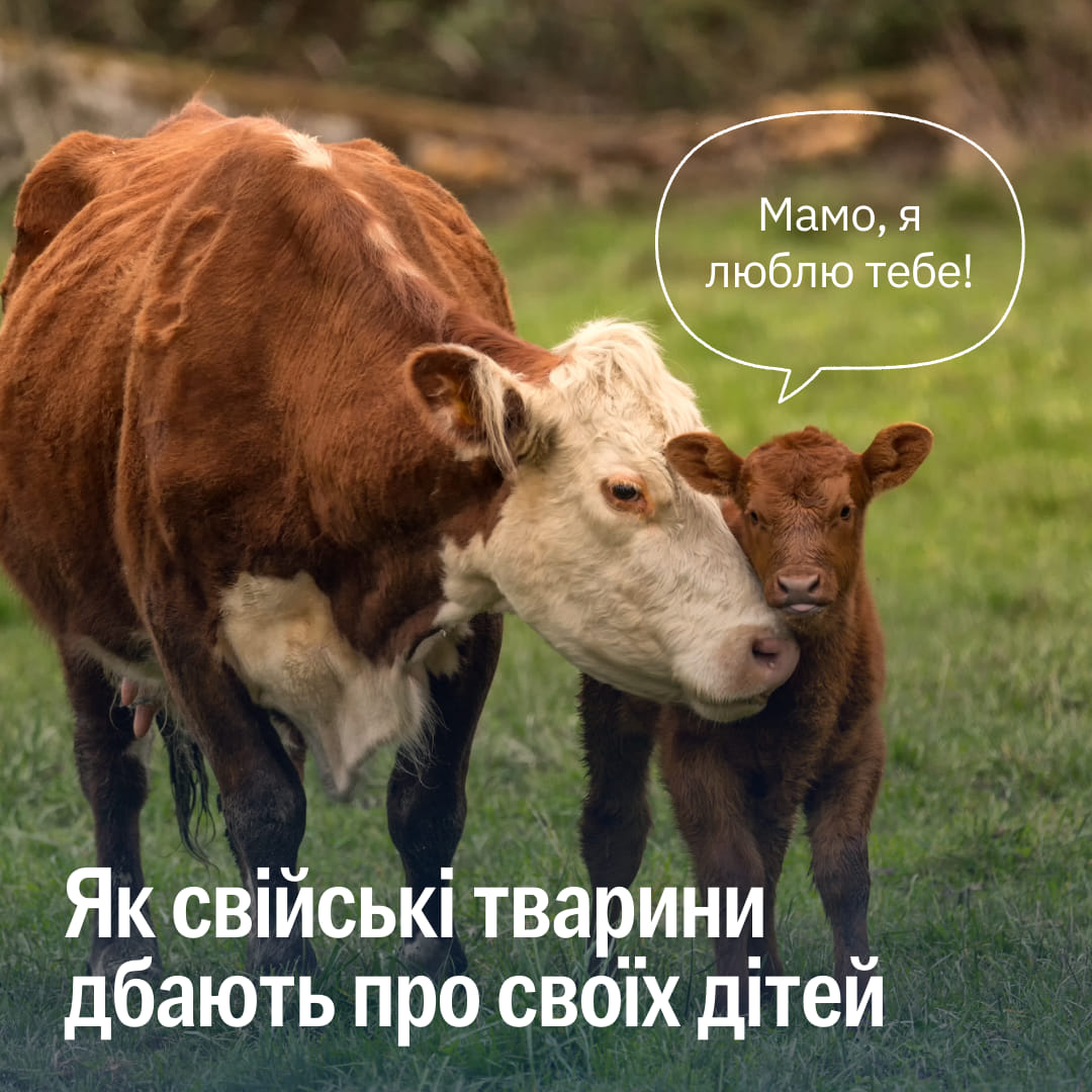 Свійські тварини заслуговують менше любові? 🐮