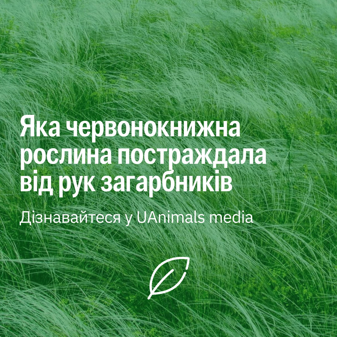 росіяни вирвали червонокнижні рослини та замаскували ними бойові позиції 😱😡