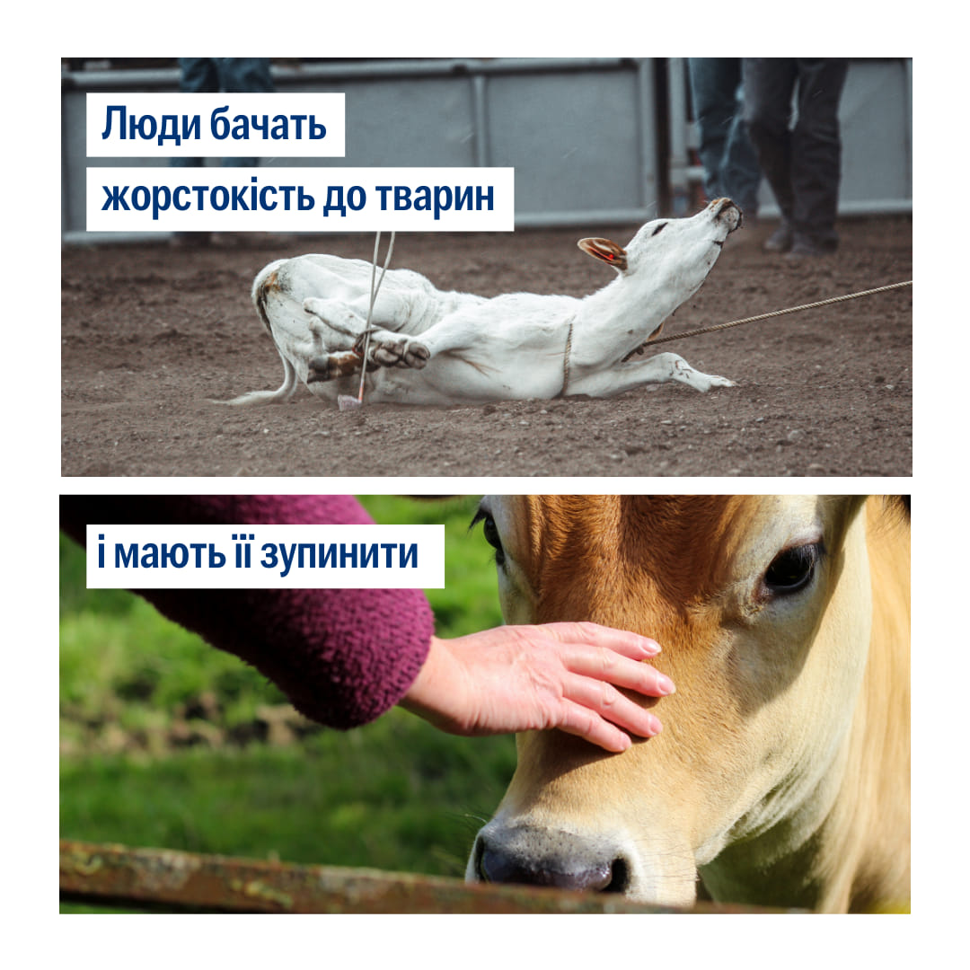 Люди побачили дельфінів і вирішили закрити їх у дельфінаріях