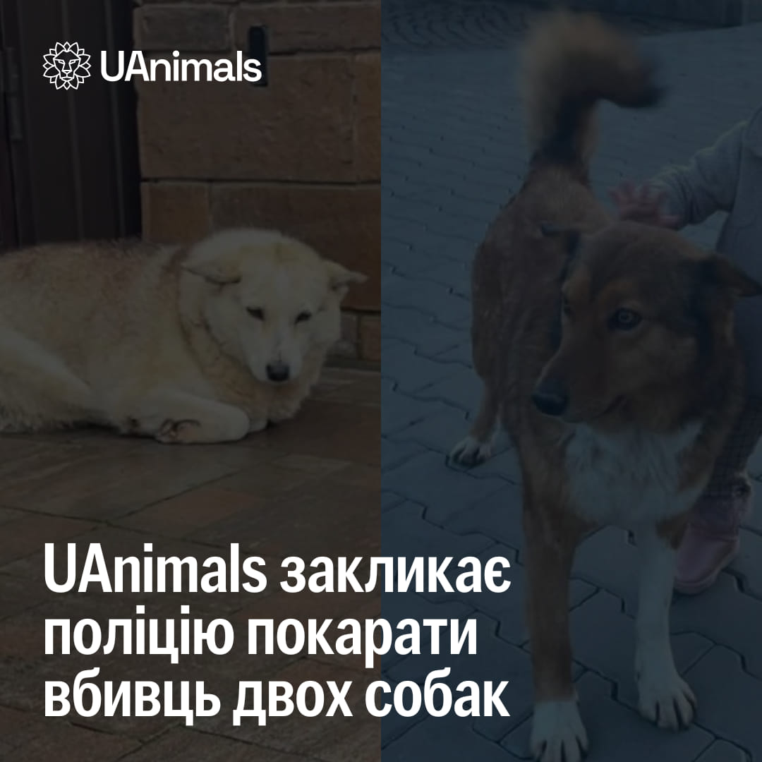 У Чернівецькій області зловмисники розстріляли двох собак