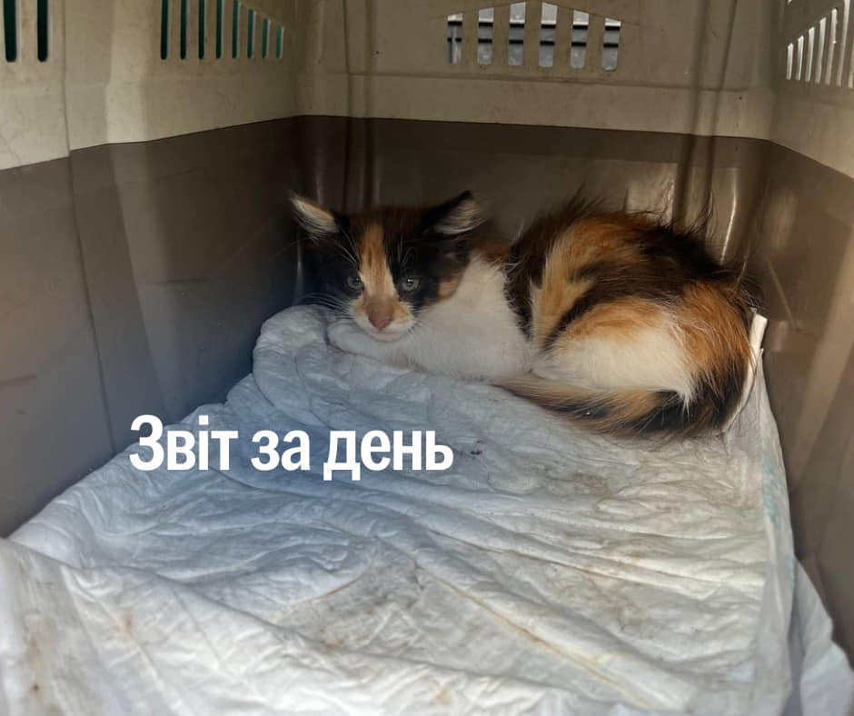📌 954 день повномасштабного вторгнення