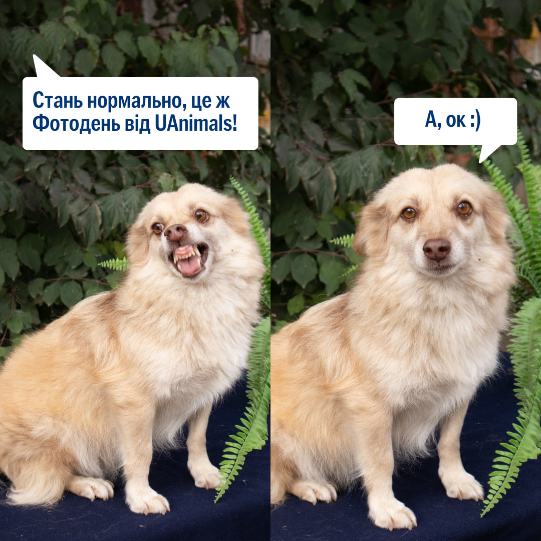 Для фото позує пес із хмельницького притулку “Покинутий ангел” 📸