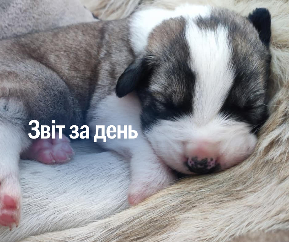 📌 959 день повномасштабного вторгнення