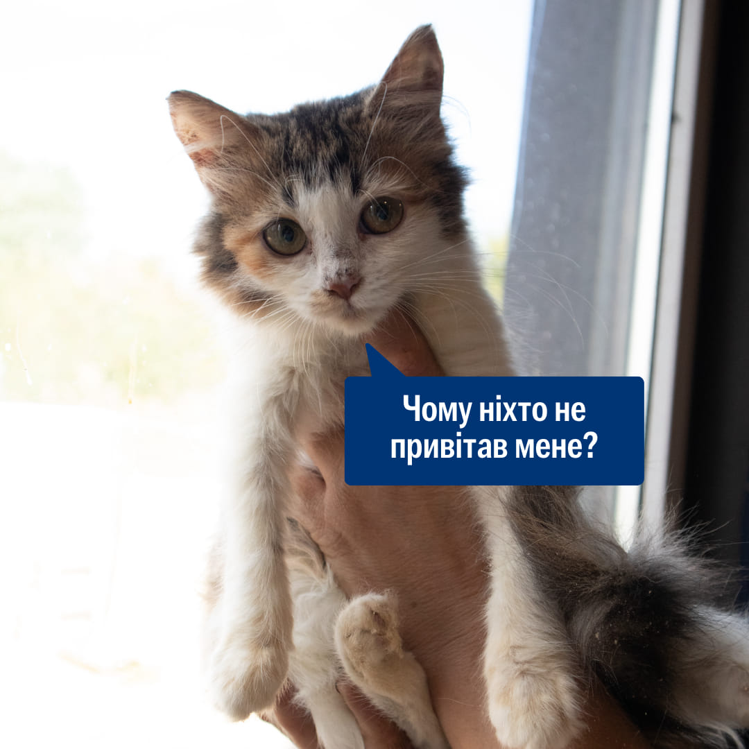 Цей кіт виграв Нявбелівську премію з найгучнішого муркотіння!
