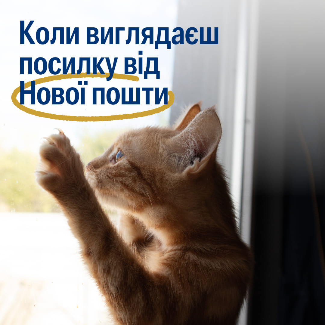 У вересні у віконце визирали 4 176 тварин 👀