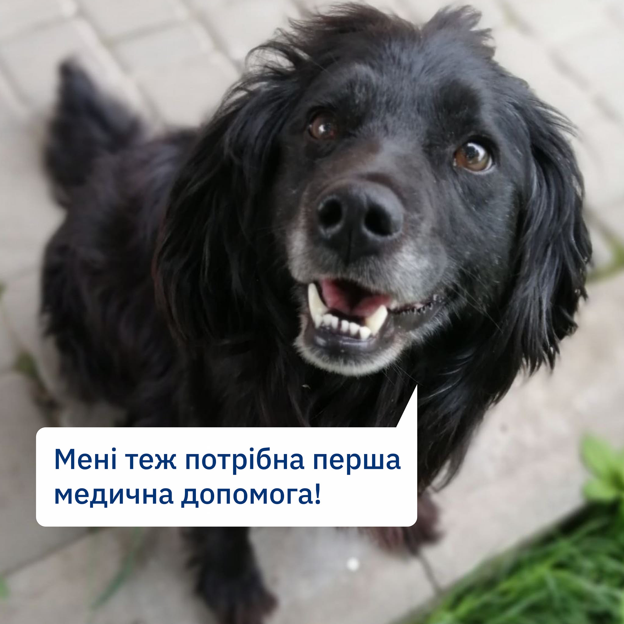 Допоможіть купити ліки першої допомоги тваринам🐕🩹