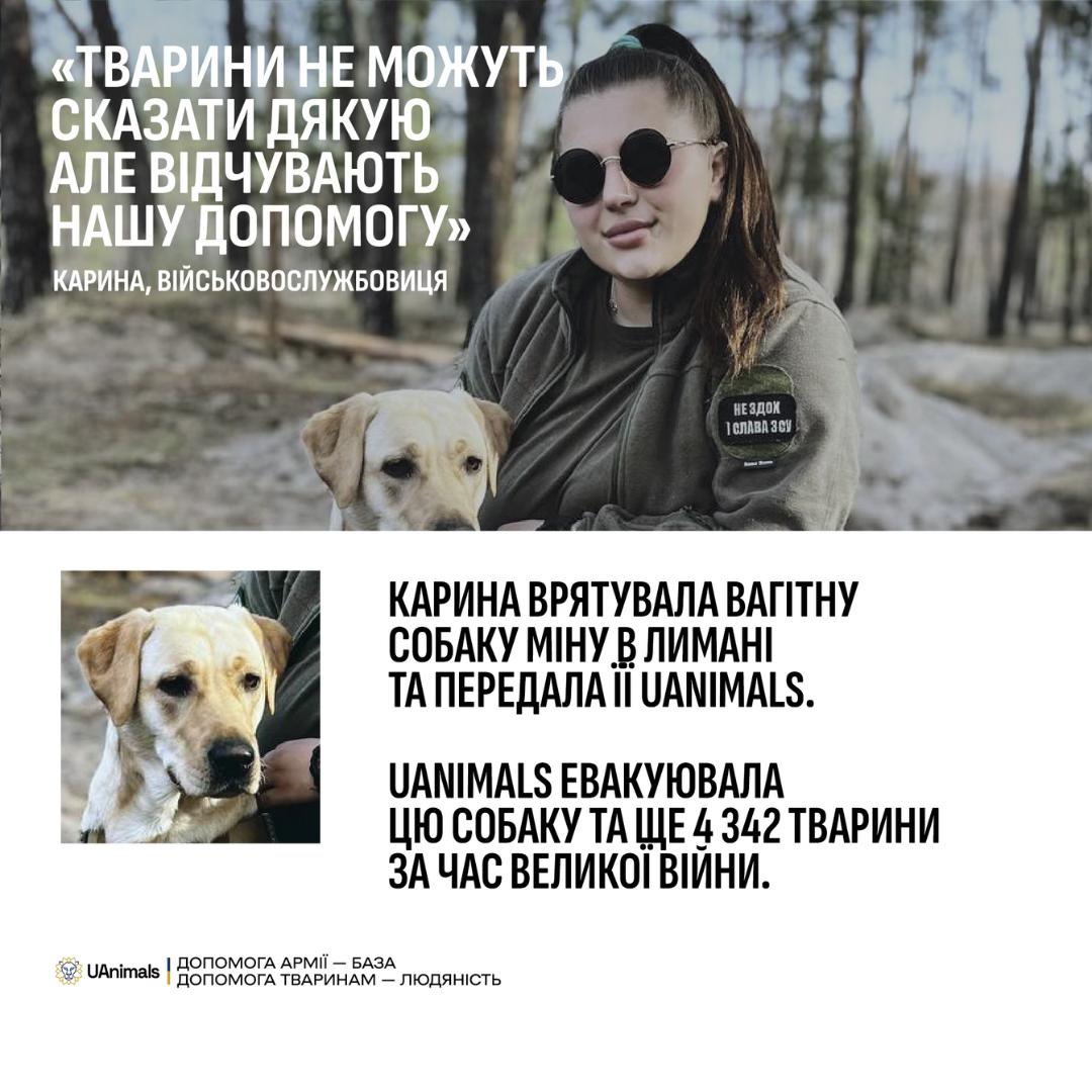 Собака військової народила цуценят під час евакуації💔