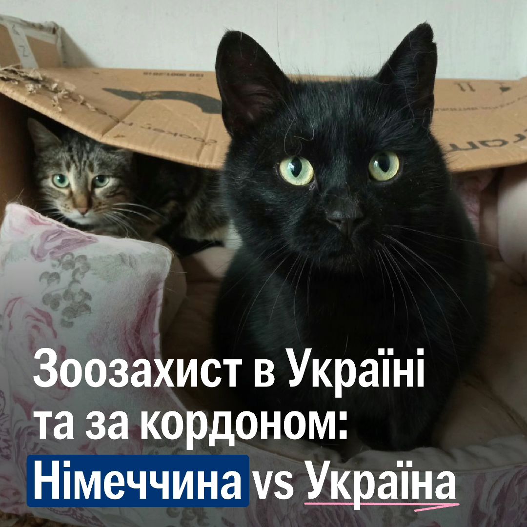 Чи справді в інших країнах тварин захищають краще?🧐