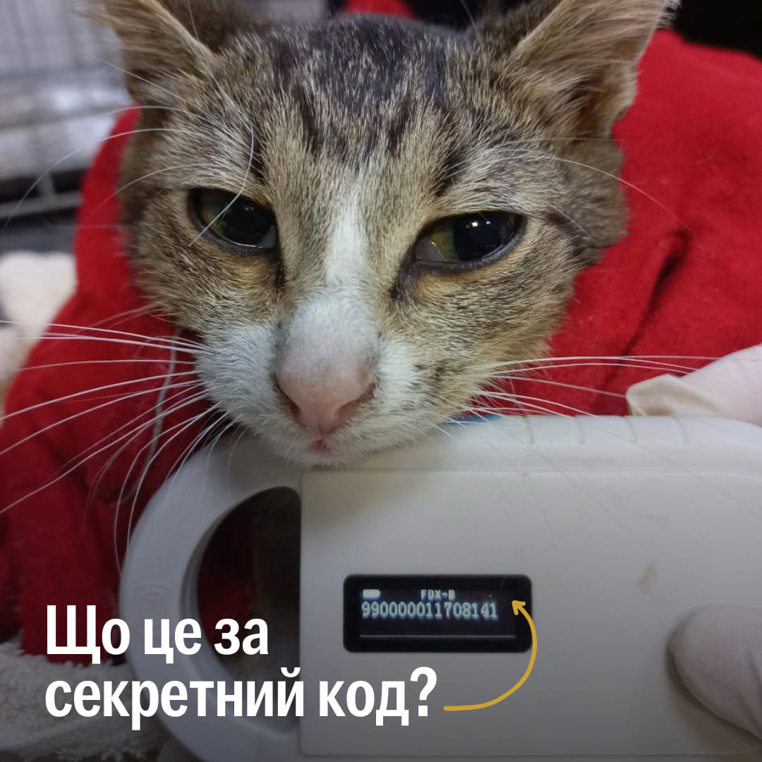 Координати, де захований корм або іграшкова миша? 🤔