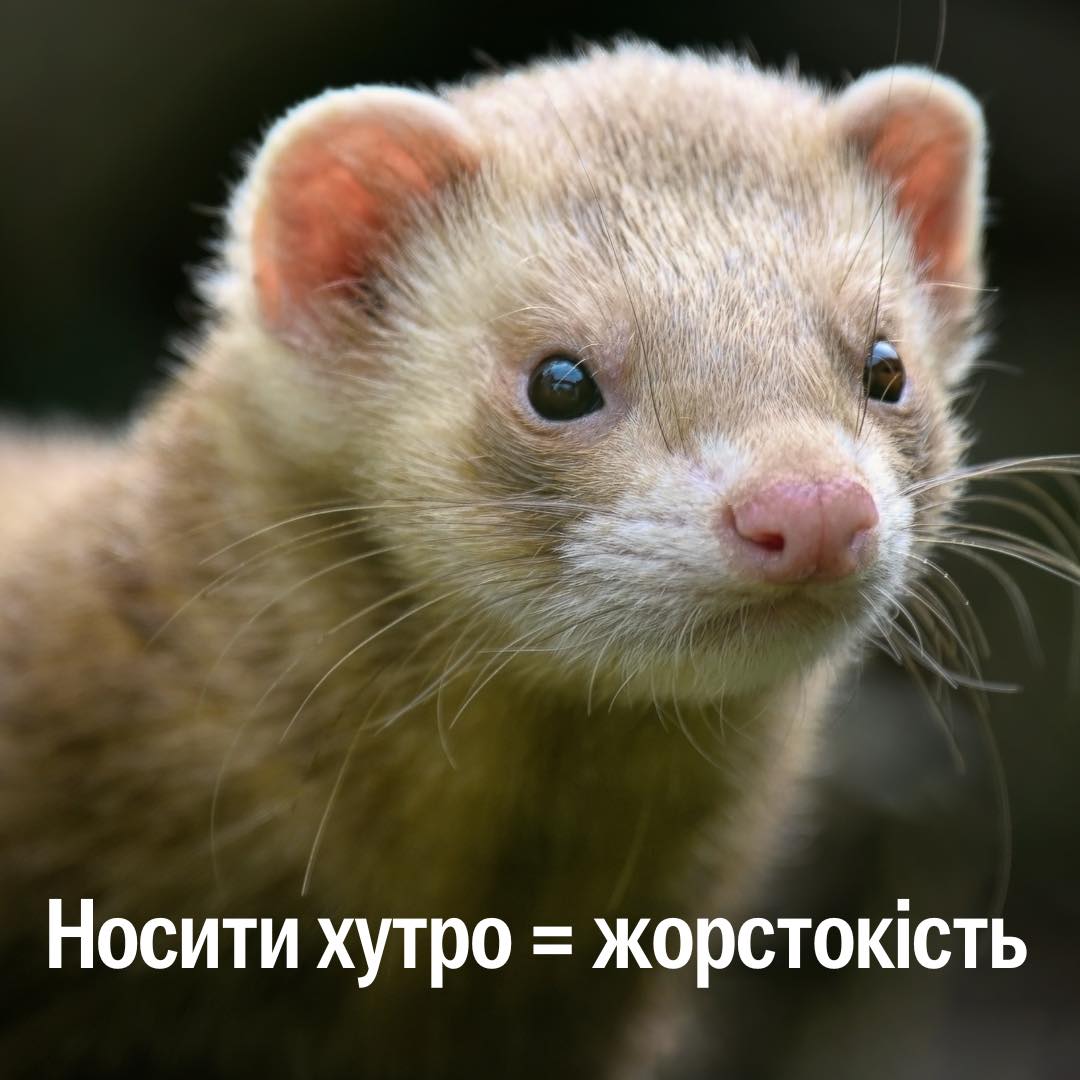 Румунія заборонила хутрові ферми!