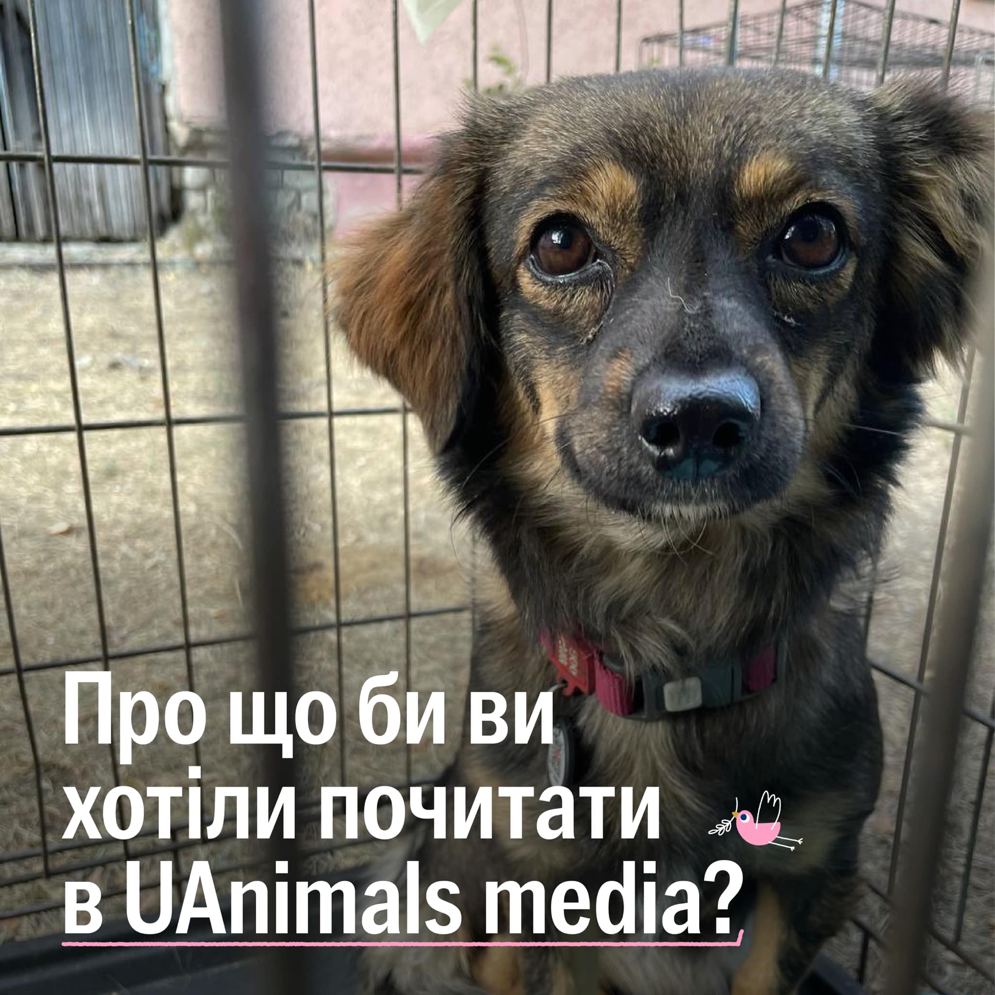 Які питання зоозахисту вас хвилюють? 🐾🙌