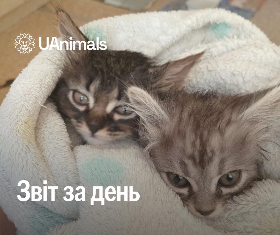 📌 День 977 повномасштабного вторгнення