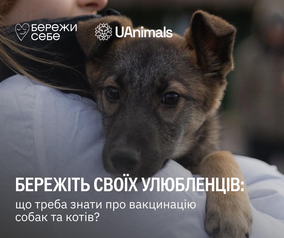 Надійний спосіб захистити улюбленців від багатьох серйозних, а іноді й смертельних хвороб — своєчасно їх вакцинувати