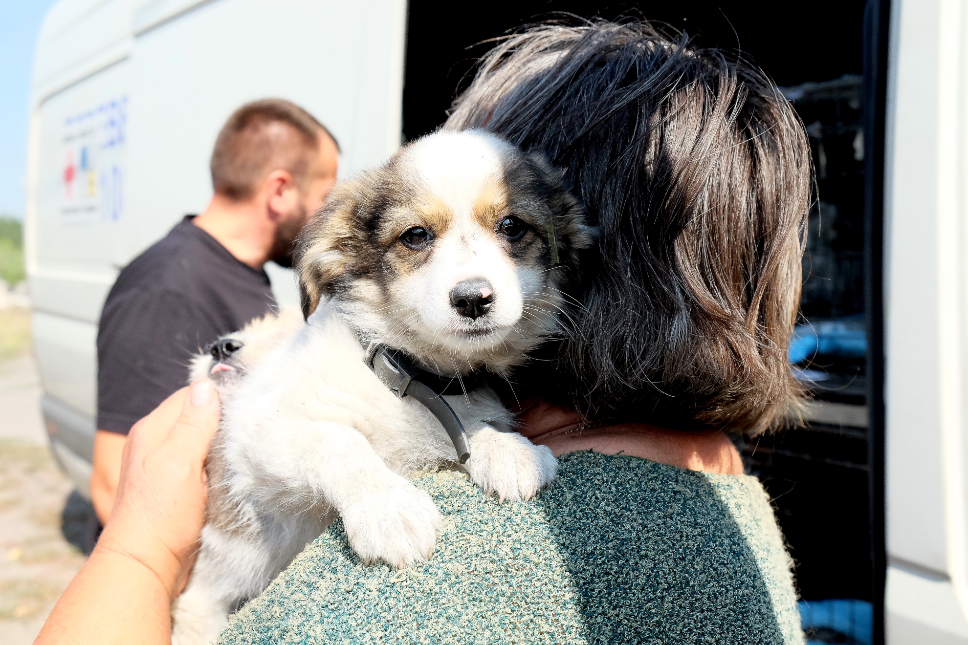 UAnimals запрошує охочих підсилити збір на першу ветеринарну допомогу додатковими банками