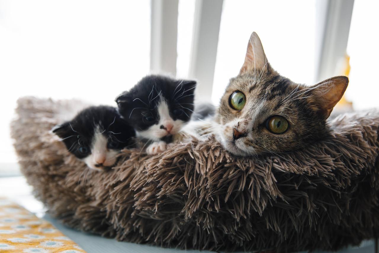 UAnimals допомогли 81 тварині-дитинчаті у трьох притулках