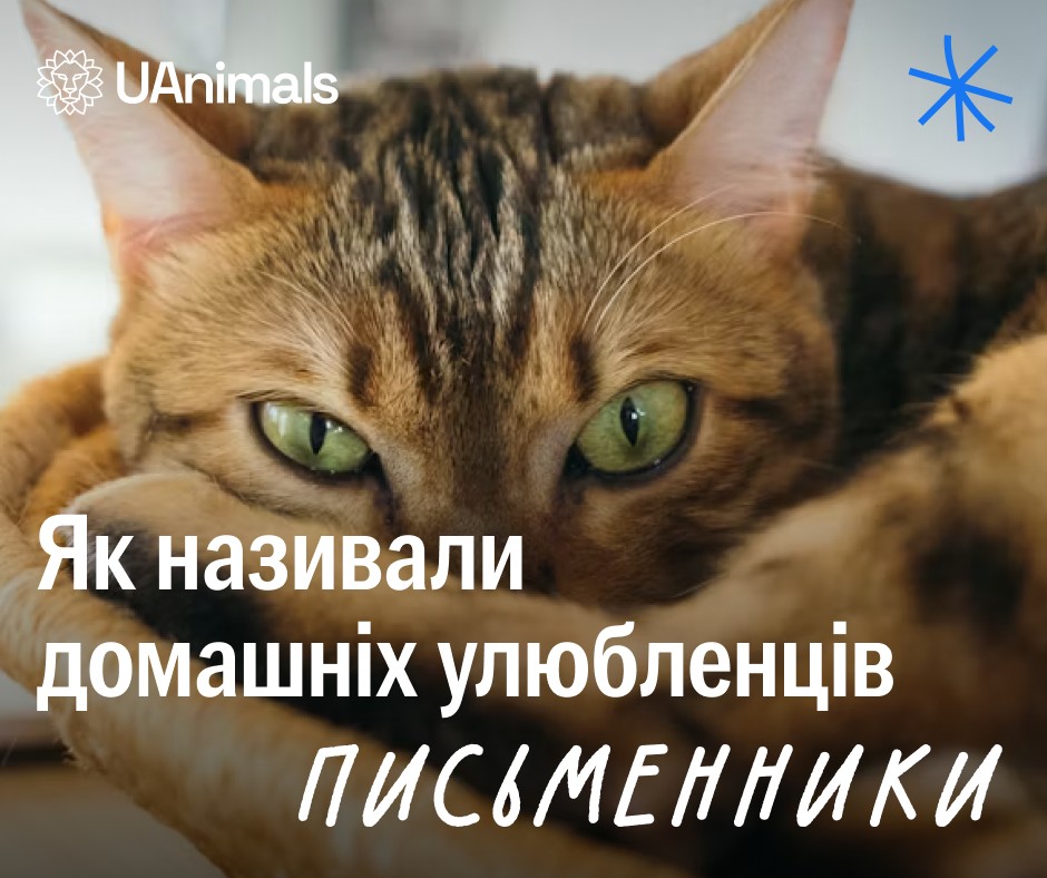 Сенека, Буркусь, Гарбуз, Цигарка… як іще митці називають тварин?🙃🐶