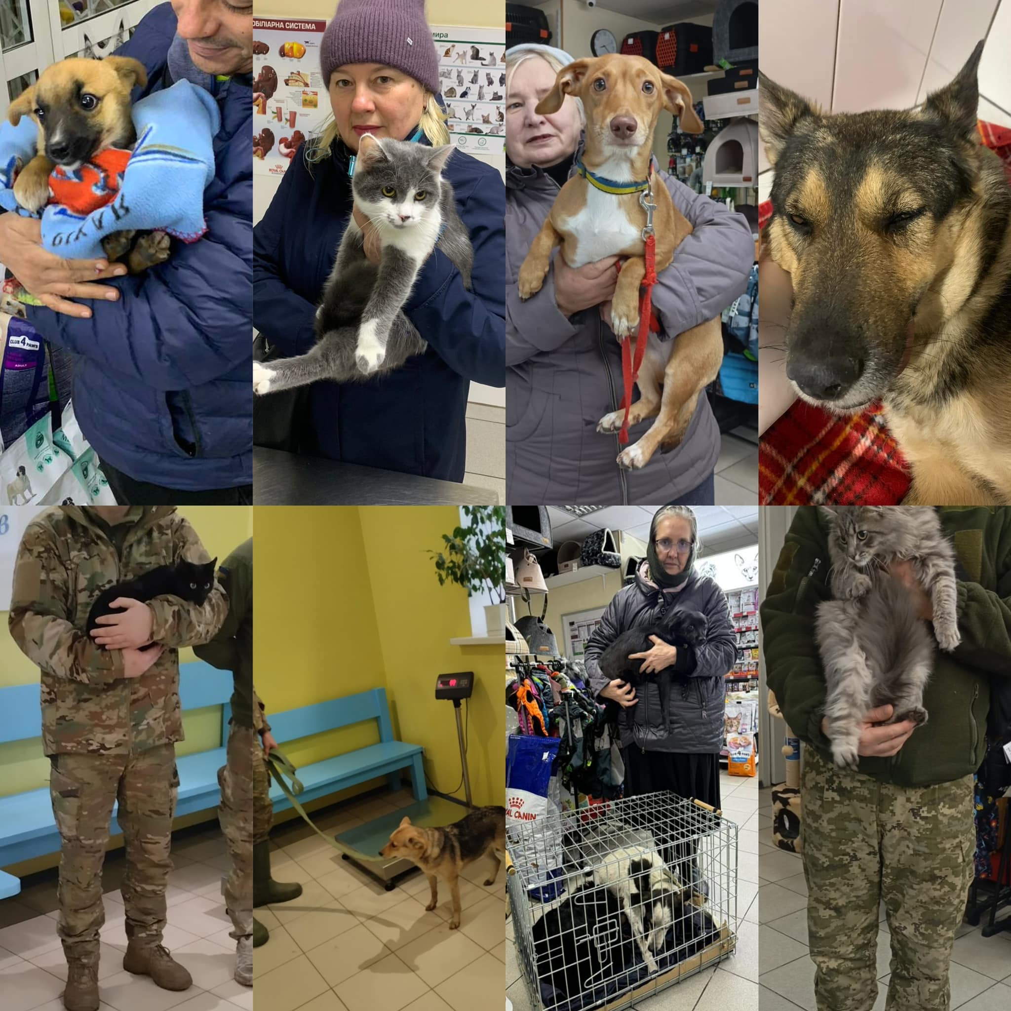 В осінньо-зимовий час багато тварин опиняються на вулиці💔