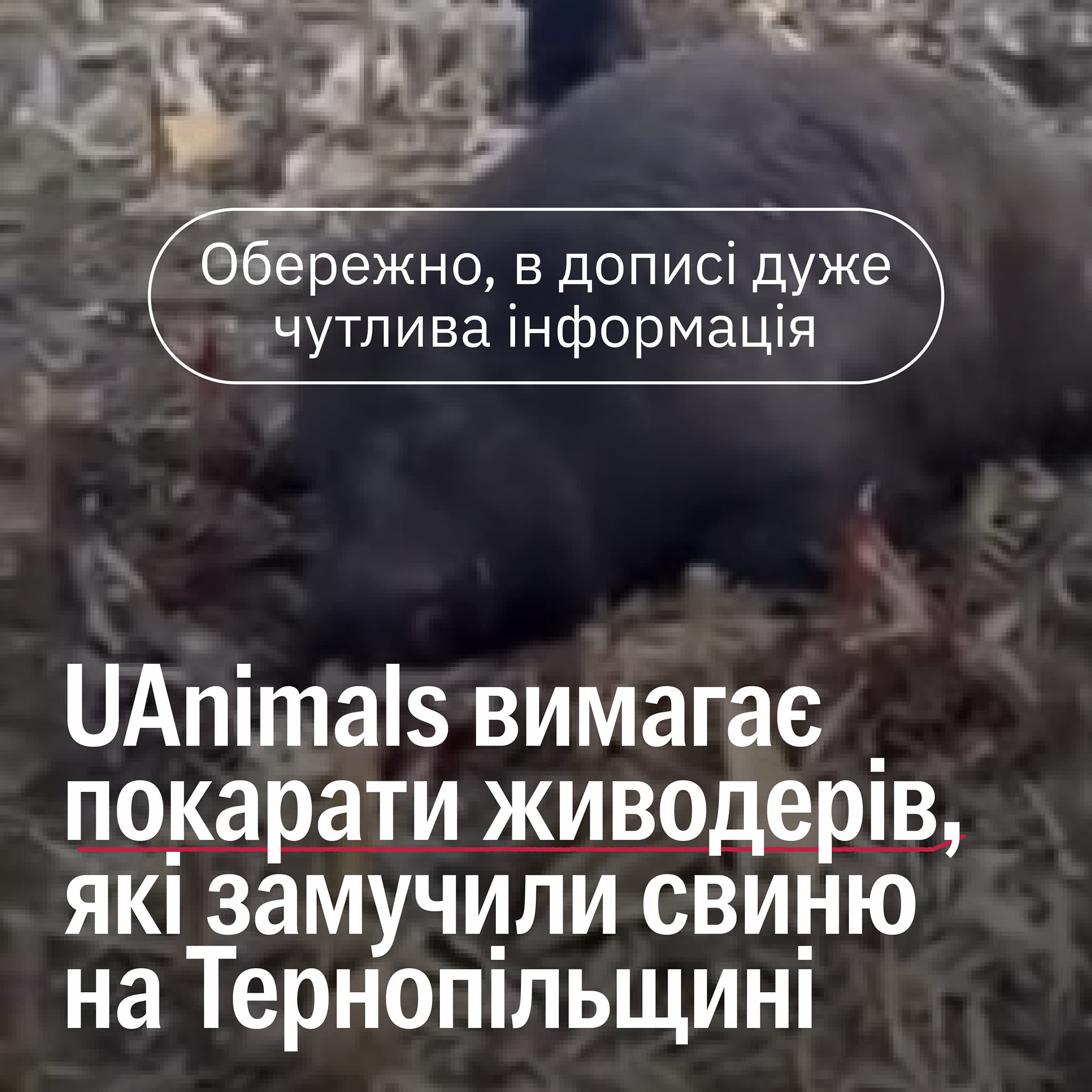 🤬У Збаражі комбайнери привʼязали вагітну свиню до трактора та тягли її полем