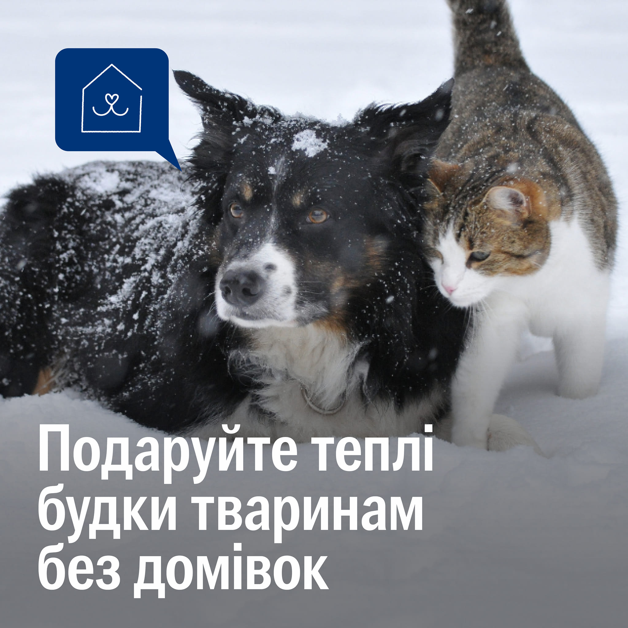 Безхатні тварини не виживуть під обстрілами й на холоді😨