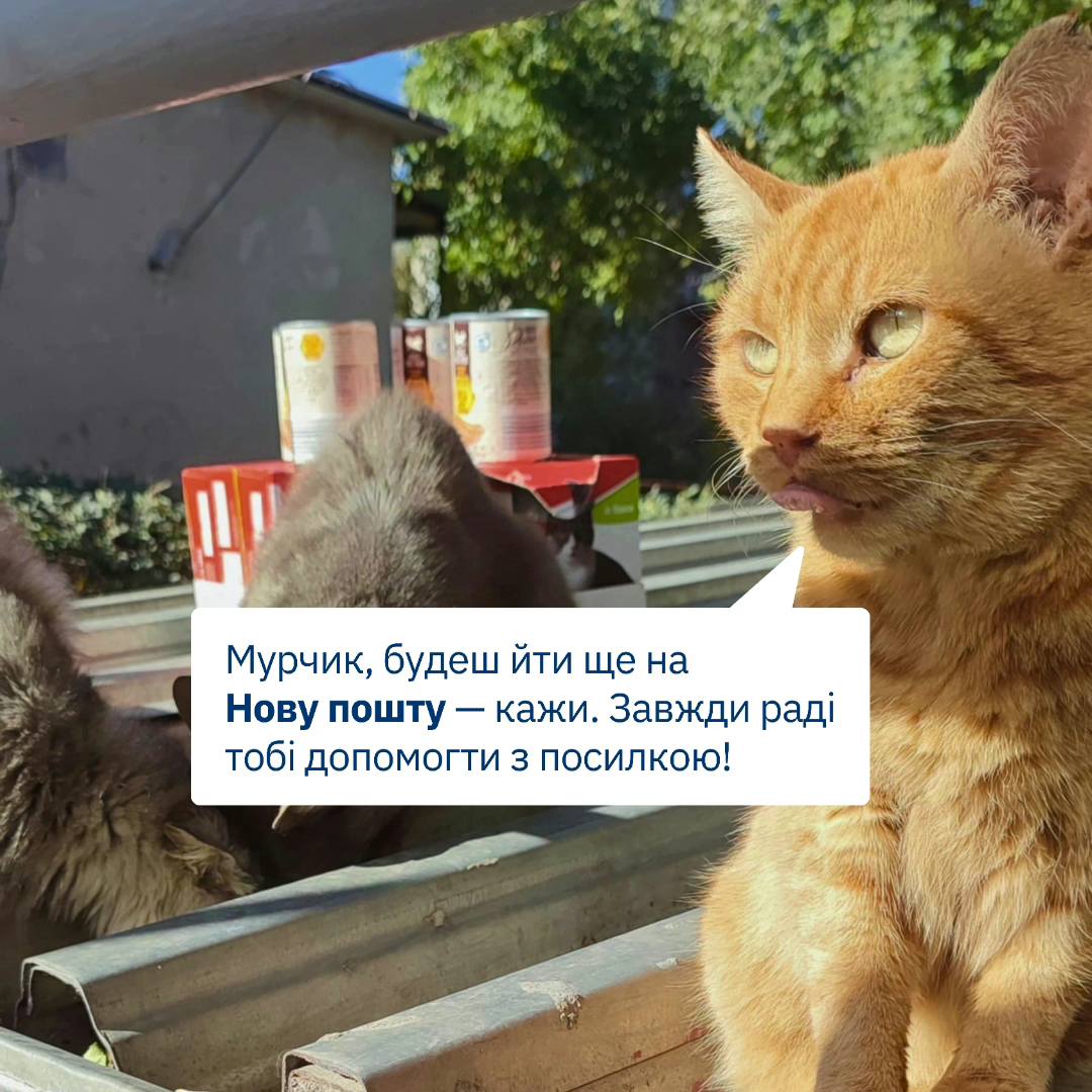 Мурчику, не хвилюйся — корму вистачить усім 😉