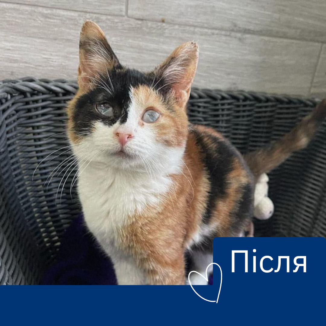 Турбуйтеся про крихкі життя разом із UAnimals💛