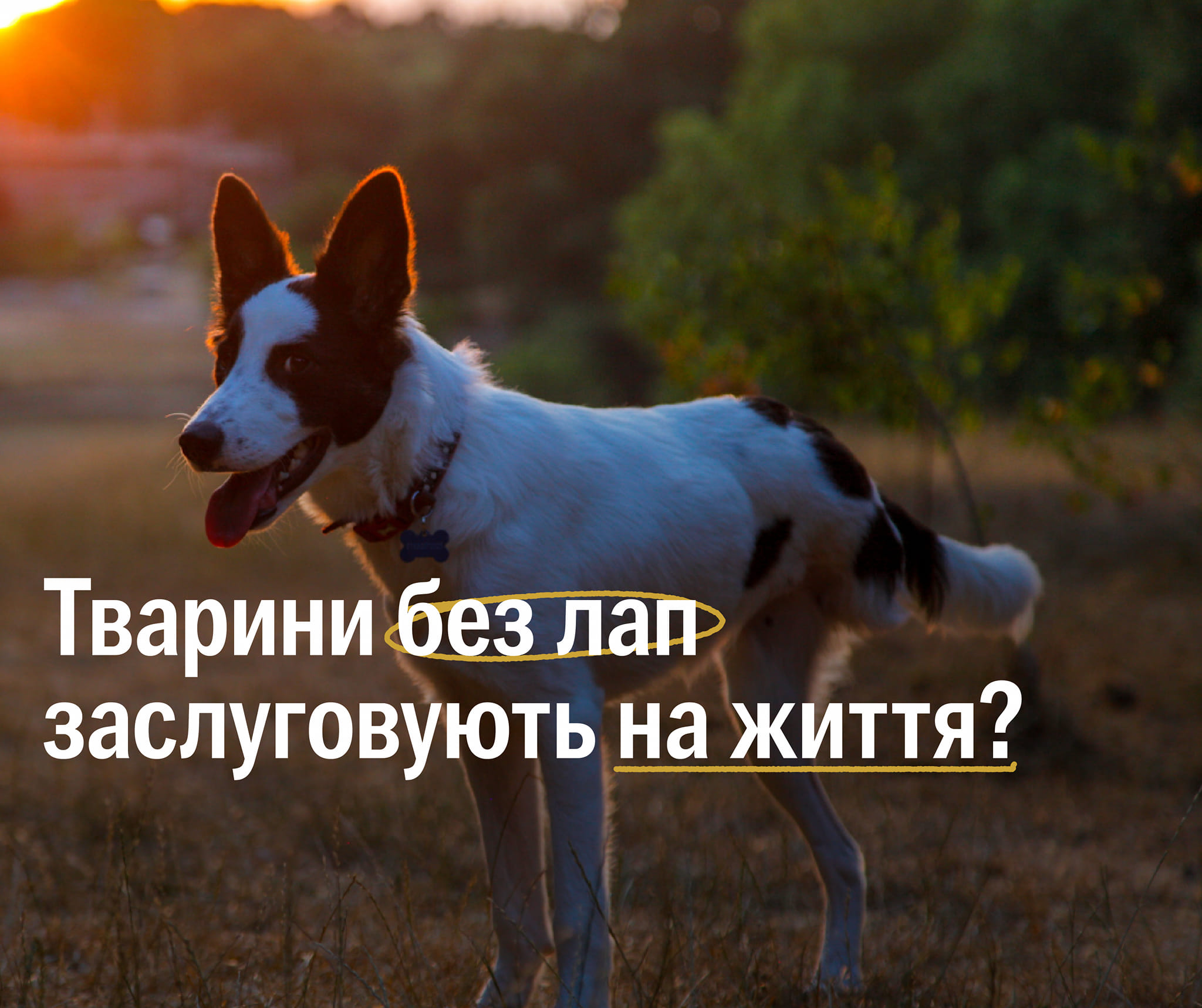 Всі тварини заслуговують любові❤️