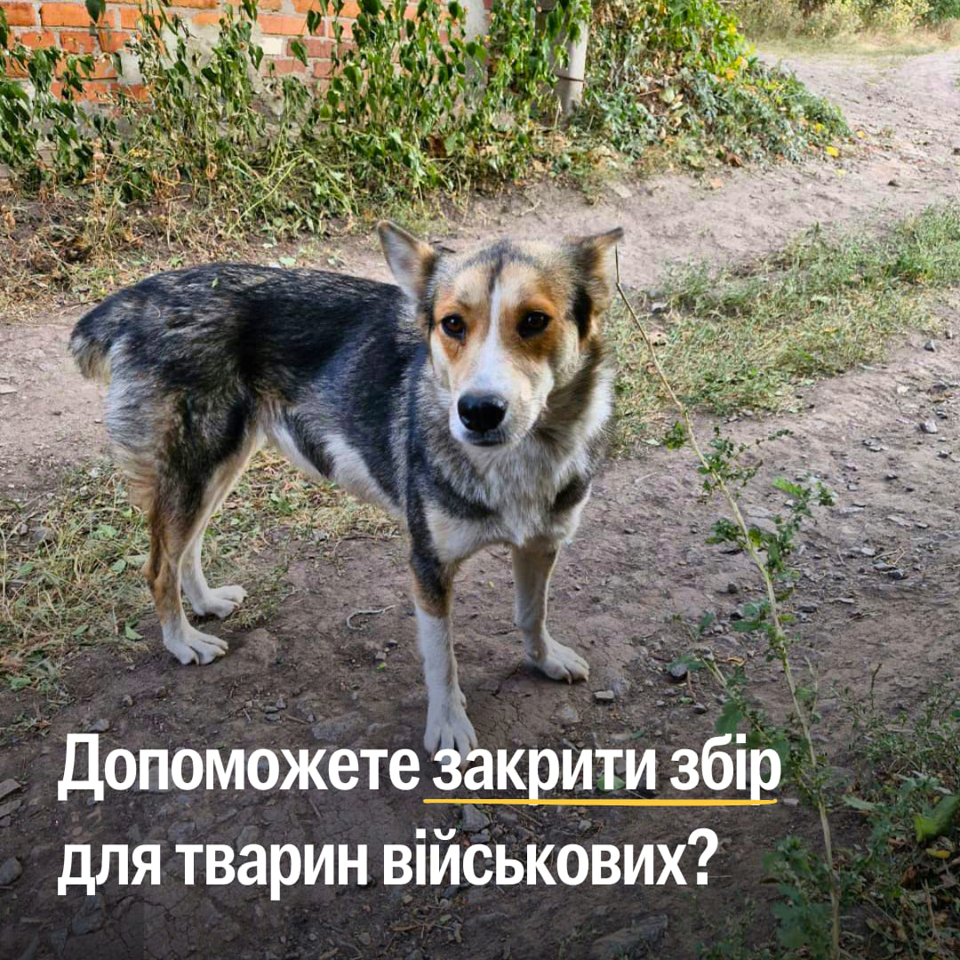 “У мертвих селах пару людей. З ними живуть по 20 собак”, — пишуть нам військові з Харківського напряму.