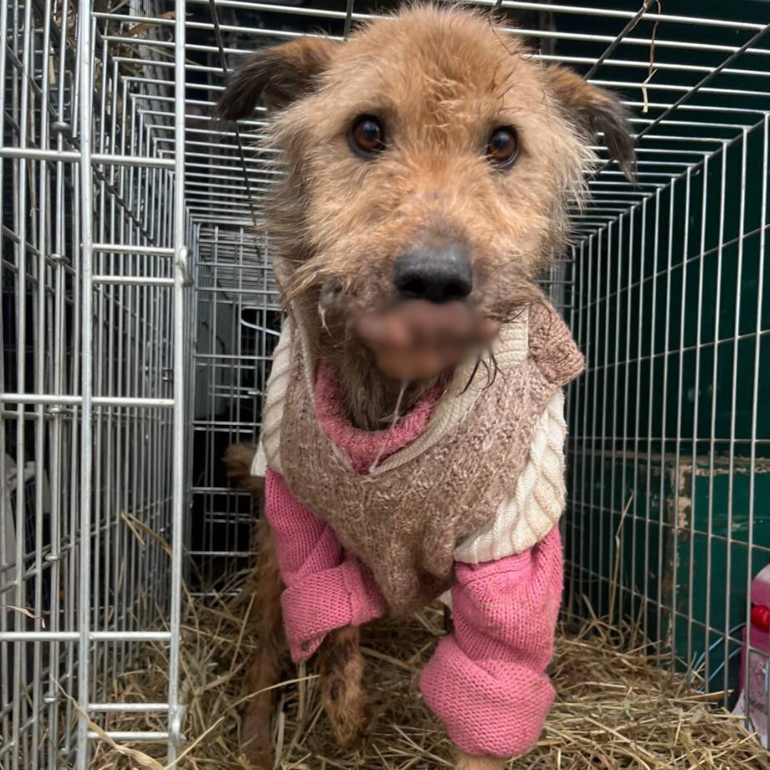 Допоможіть псові Тору побороти хворобу🐕🙏