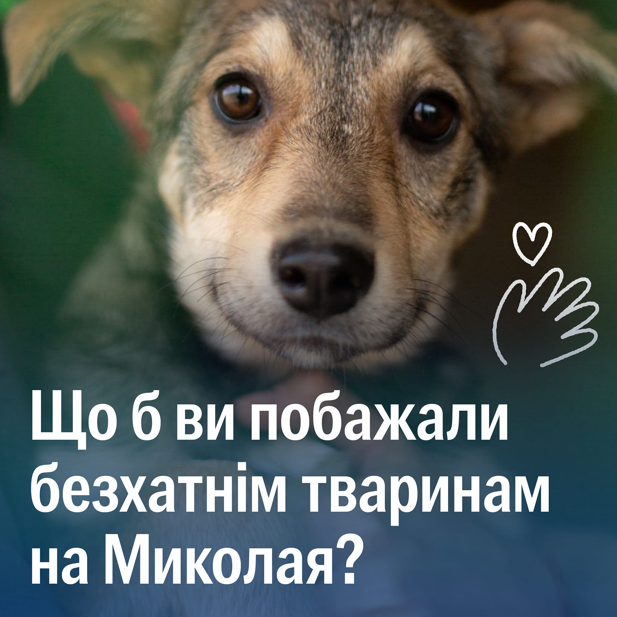 🐾💖Напишіть тваринам короткого листа на Святковій платформі