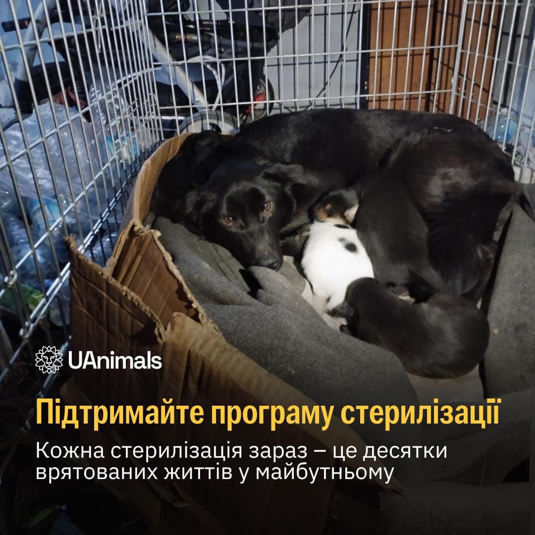 Ви можете змінити майбутнє безхатніх тварин на краще