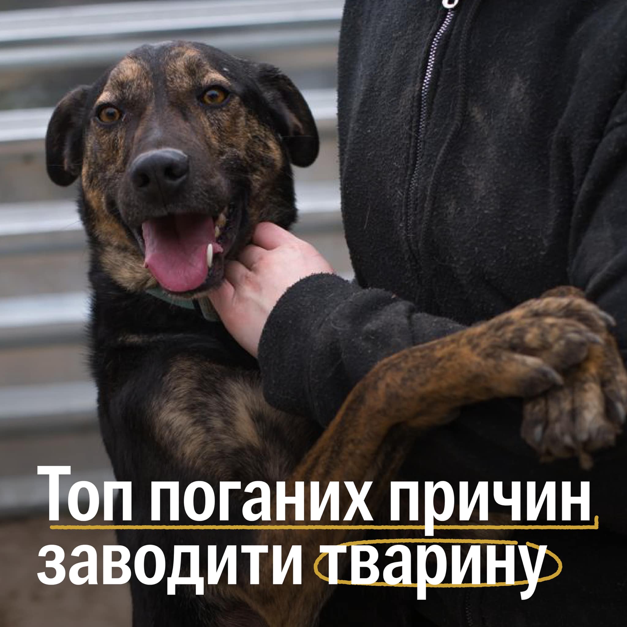 UAnimals назвала погані причини заводити кота чи собаку 😱