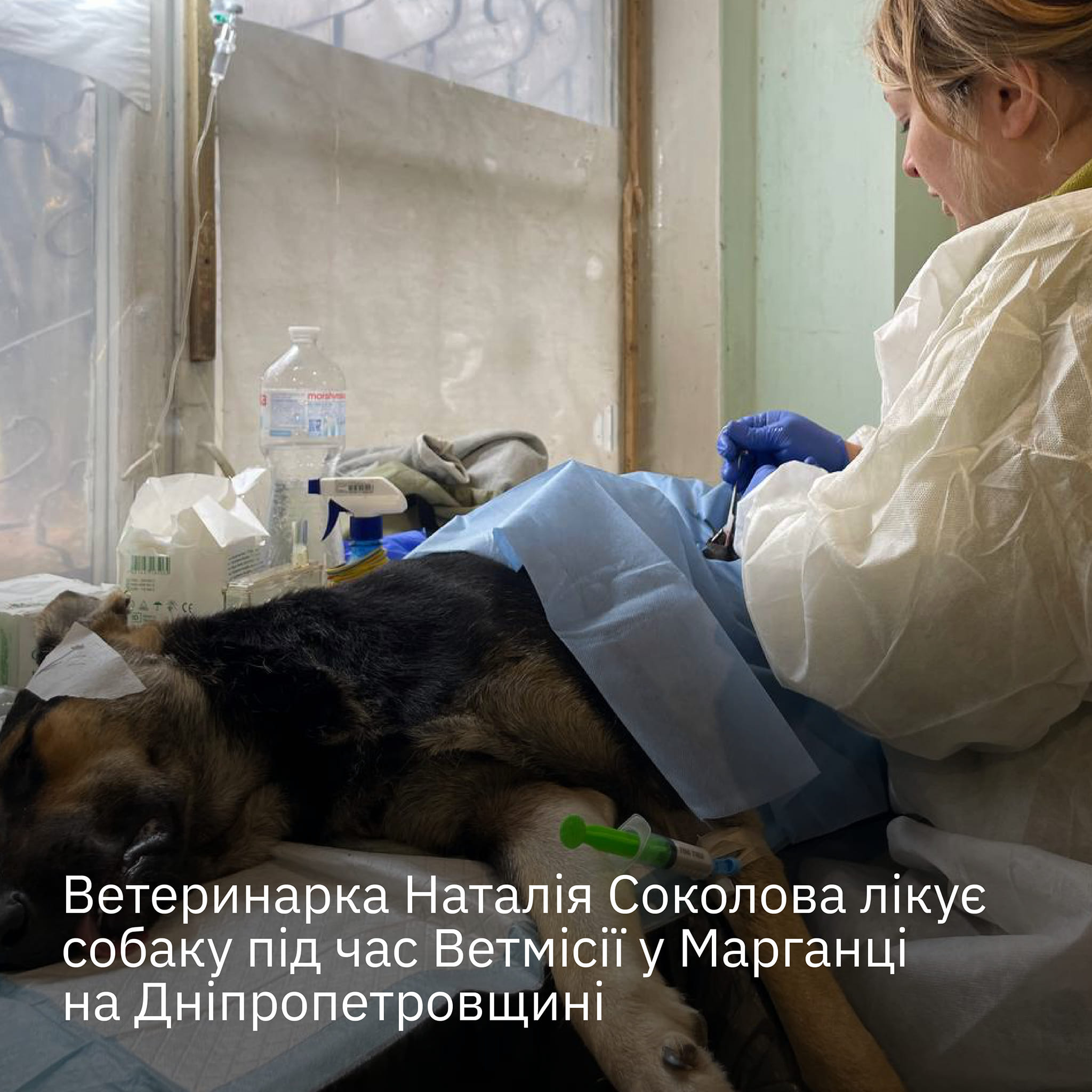 Ділимося добіркою потужних світлин допомоги тваринам у листопаді🐻