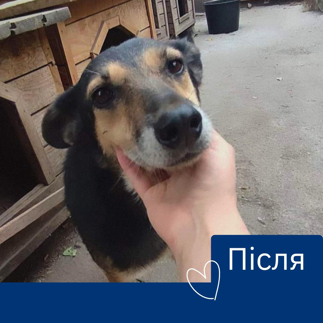 Ця собака могла загинути 💔