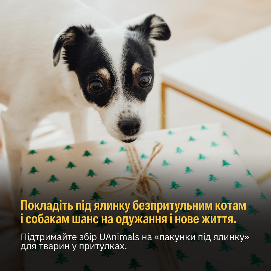 Тварини розповіли про свої святкові бажанки під ялинку! 😻🙀