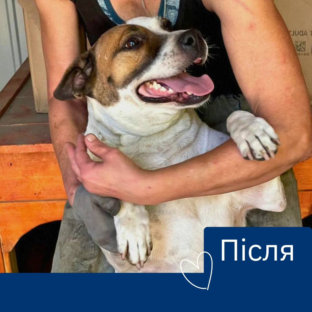 Це точно одна й та сама собака? 🫣