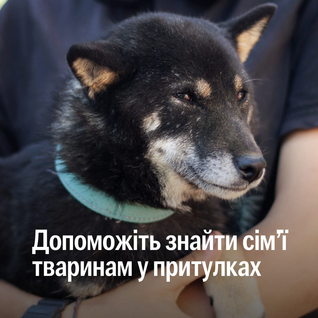Шукаємо фотографів і фотографок на фотодень у притулках 🐾📸